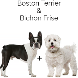 Bostchon Dog